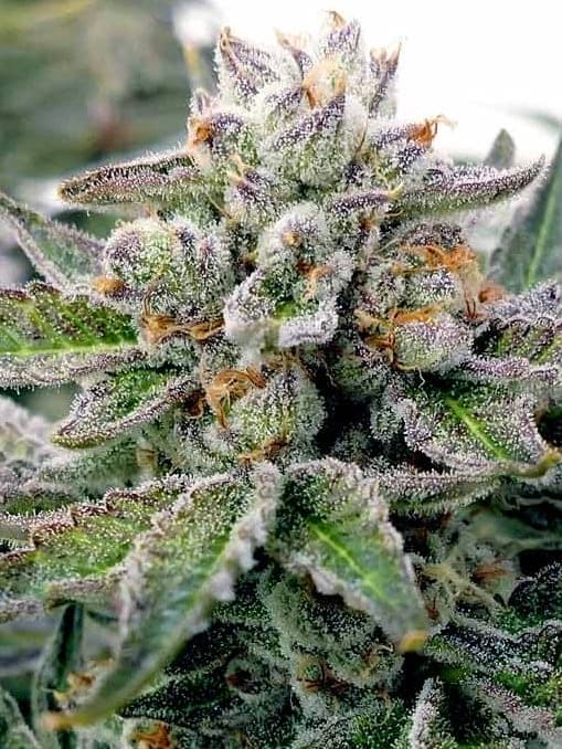 Lava Cake