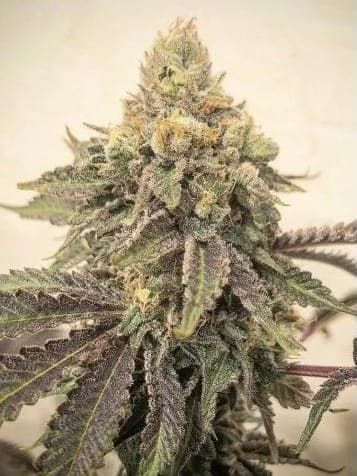 Skywalker