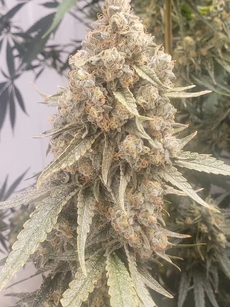 Melon OG Runtz F1