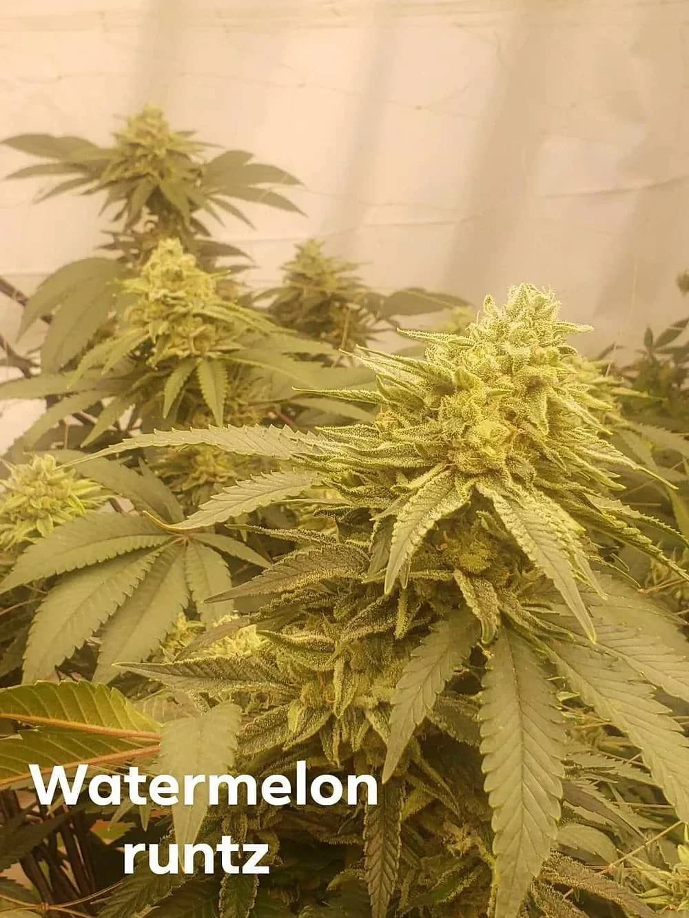 Watermelon Runtz