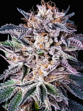 Obama Kush
