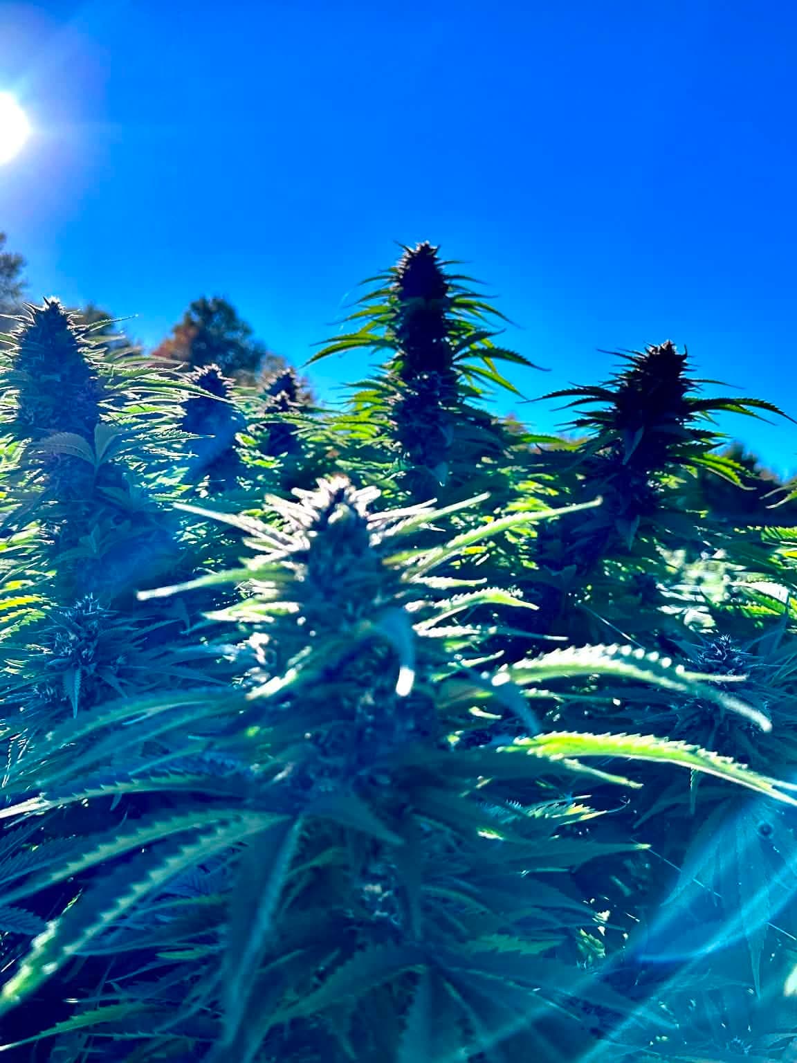 Gorilla Glue #4