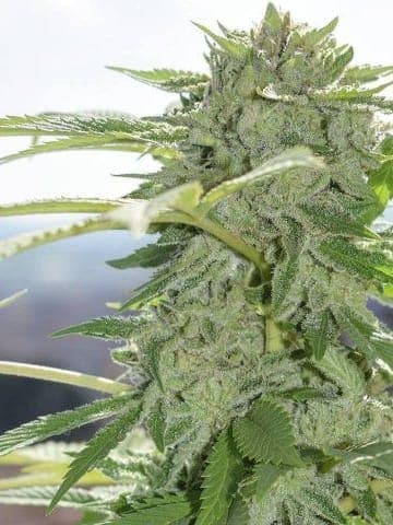 Grease Monkey