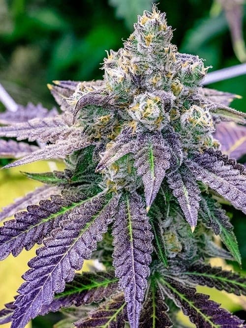 Sundae Driver
