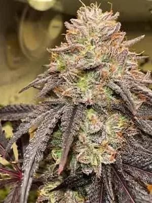 Lemon Cherry Gelato