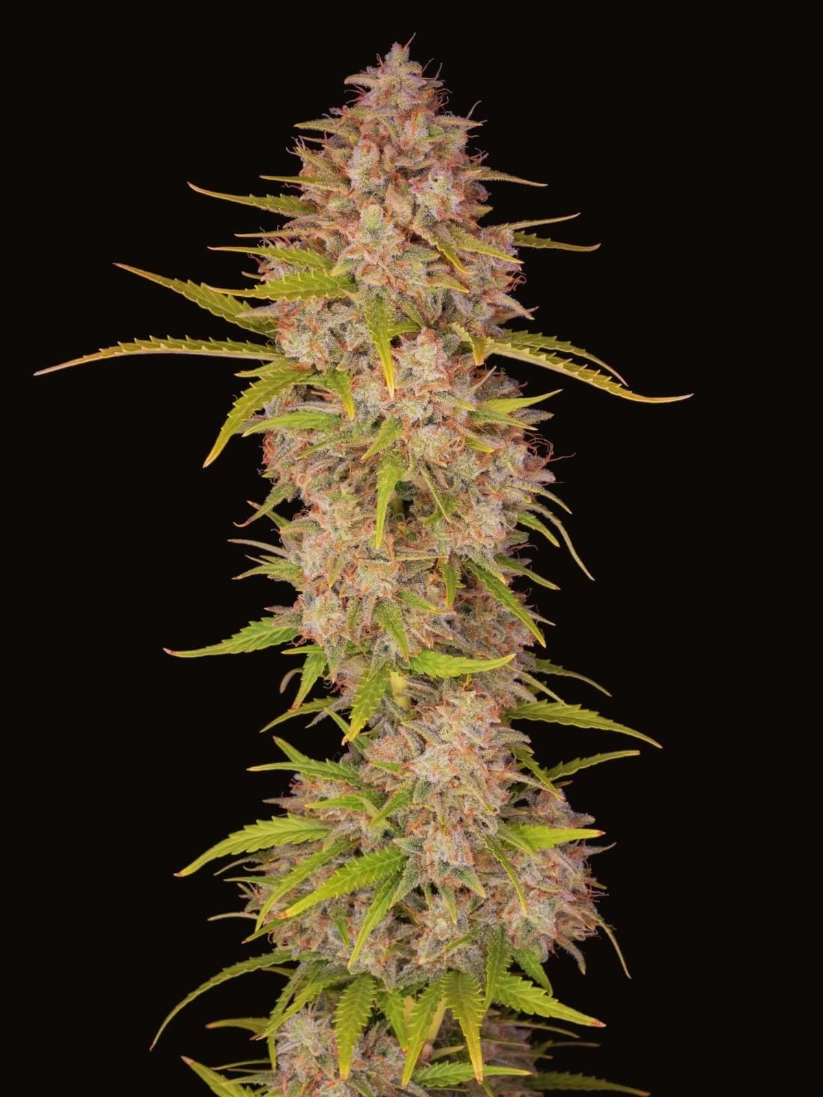 Sunset Sherbet