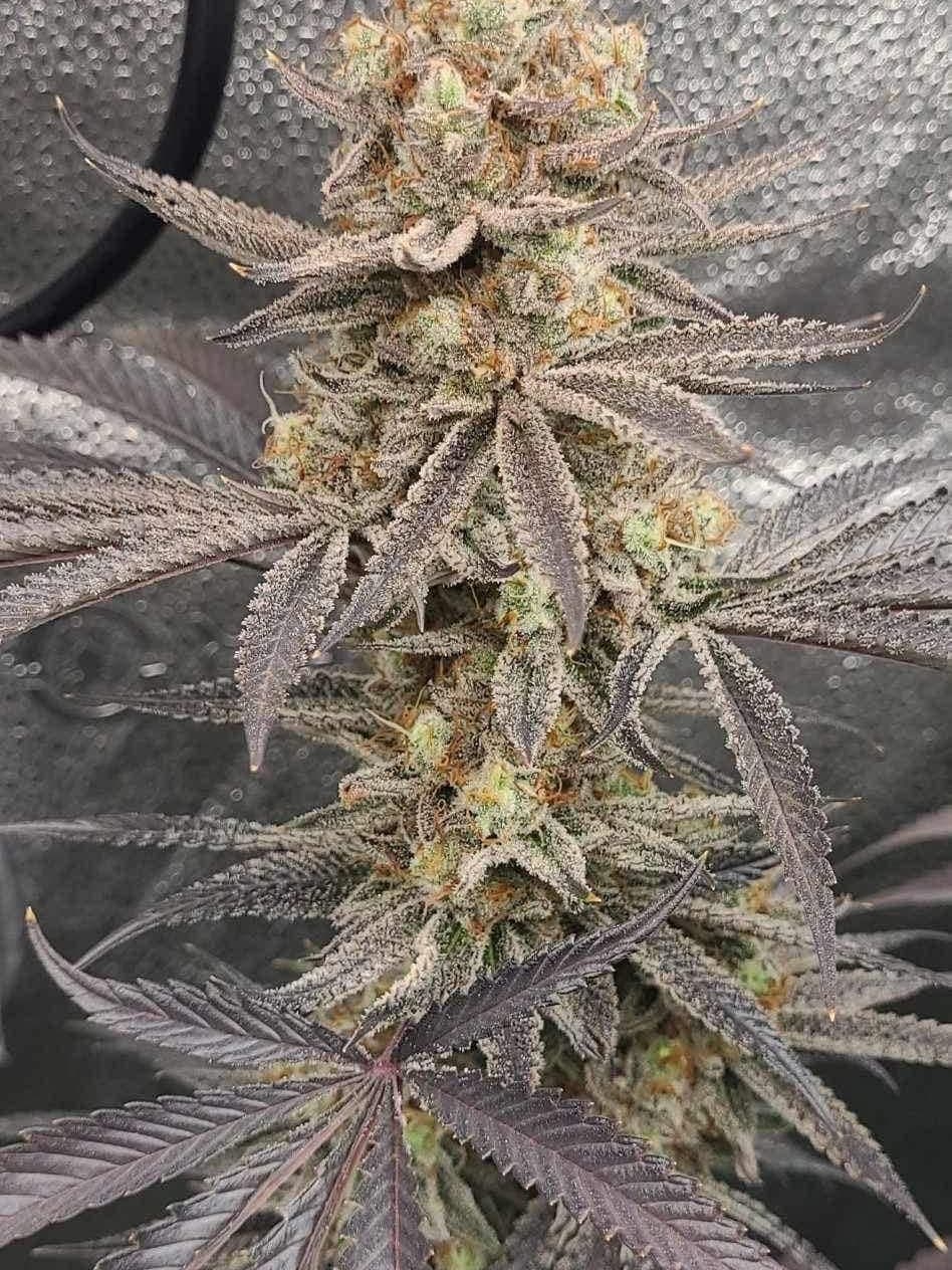 Crescendo Purple -F2