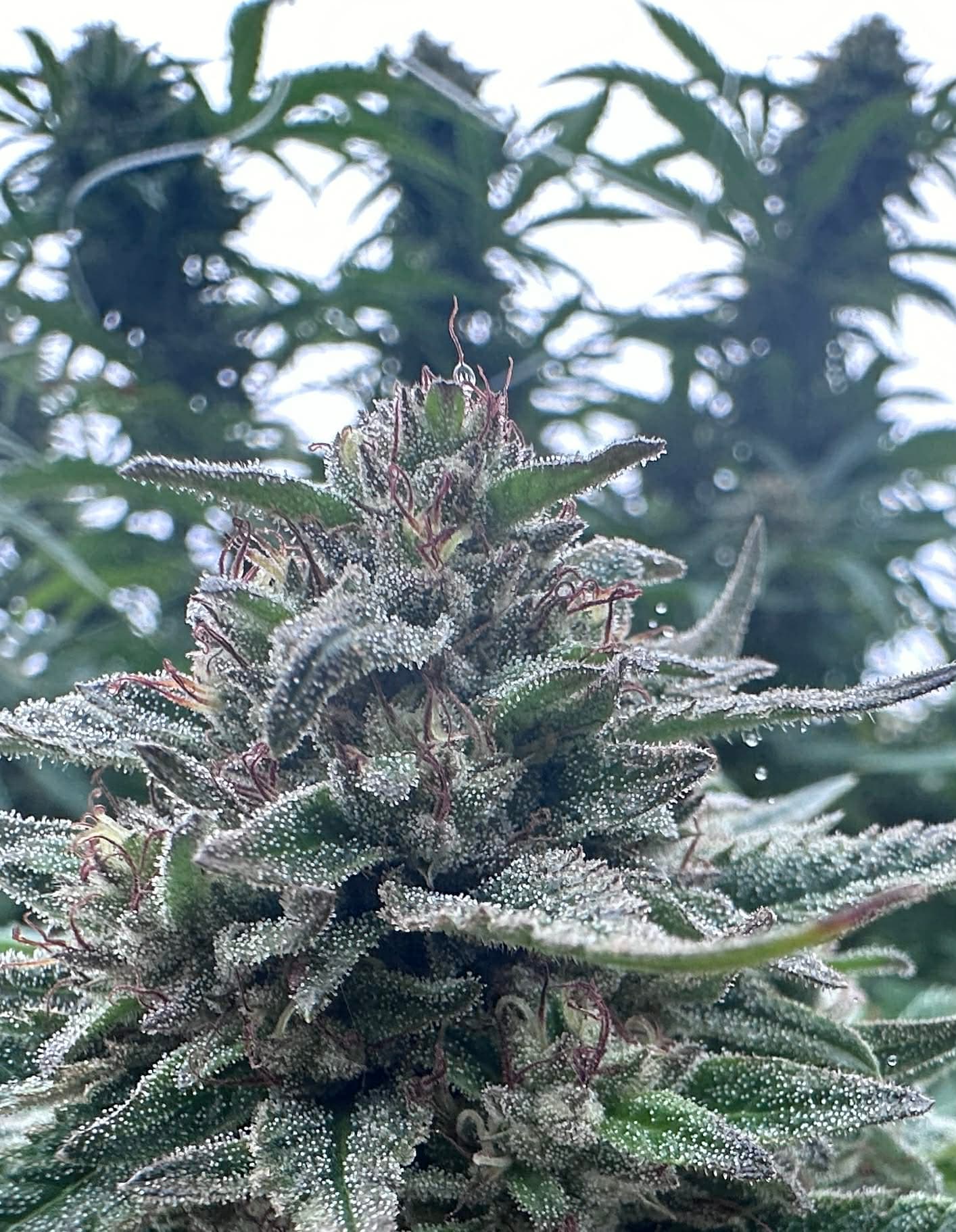 Gorilla Glue #4 Feminized