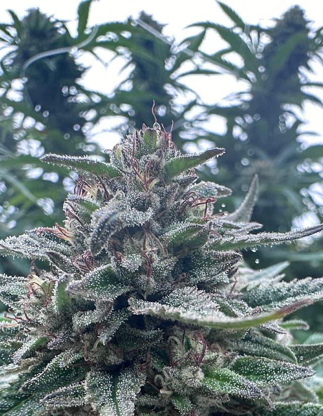 Gorilla Glue #4 Feminized Seeds – Sticky, Potent, and Built for Serious Growers