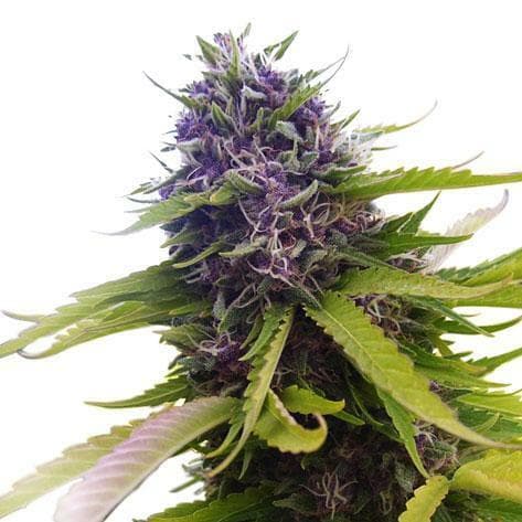 Blueberry Feminized: The Legendary Indica Berry Classic