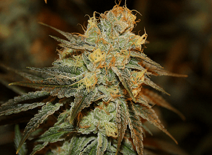 Bruce Banner Feminized — The Heavy-Hitter You've Been Waiting For