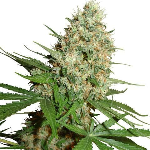 Californian Trainwreck Feminized — PPS Strain Guide