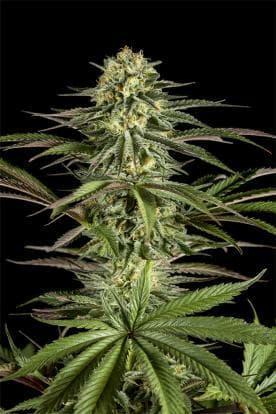 Moby Dick Feminized – High-Yield Sativa with 21% THC