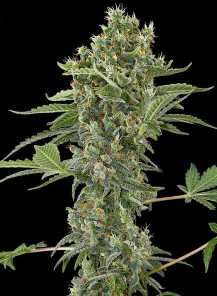 Moby Dick Auto Feminized – Sativa-Dominant Autoflower with Haze Punch