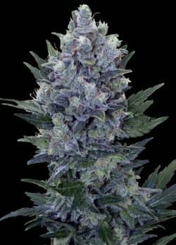 Northern Light x Blueberry Auto Feminized