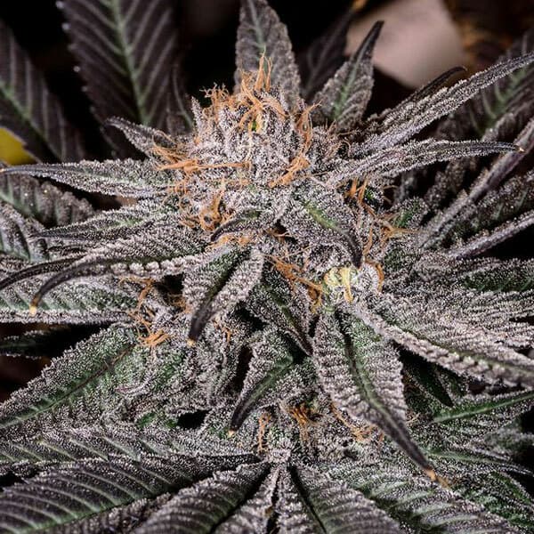 Grape Ape Feminized: The Purple Indica Legend with a True Grape-Jam Nose