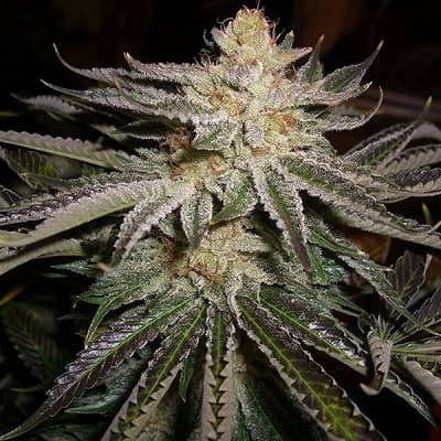 Alien OG Kush Feminized – PPS Strain Guide