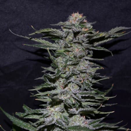 Black Domina Feminized: The Heavy Indica That Earns Its Name