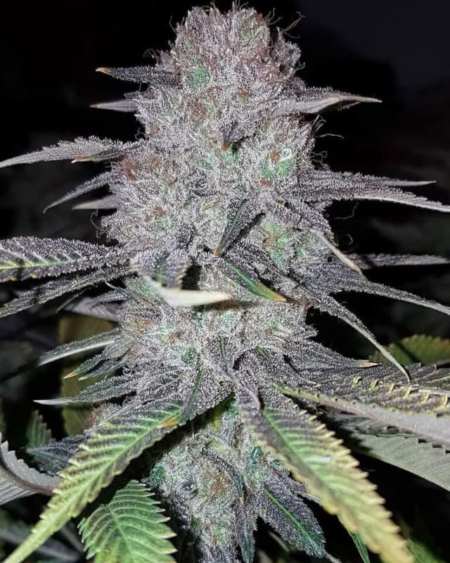 Wedding Cake Feminized Seeds – Girl Scout Cookies x Cherry Pie | PPS