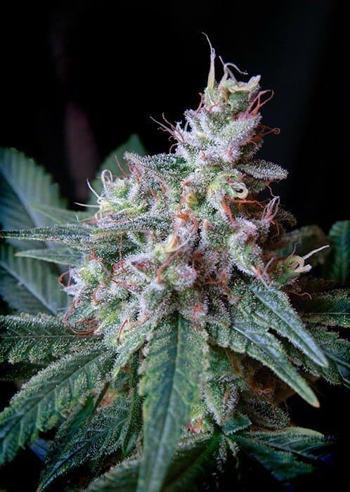 Cream Caramel Feminized – Sweet, Heavy, and Built to Produce
