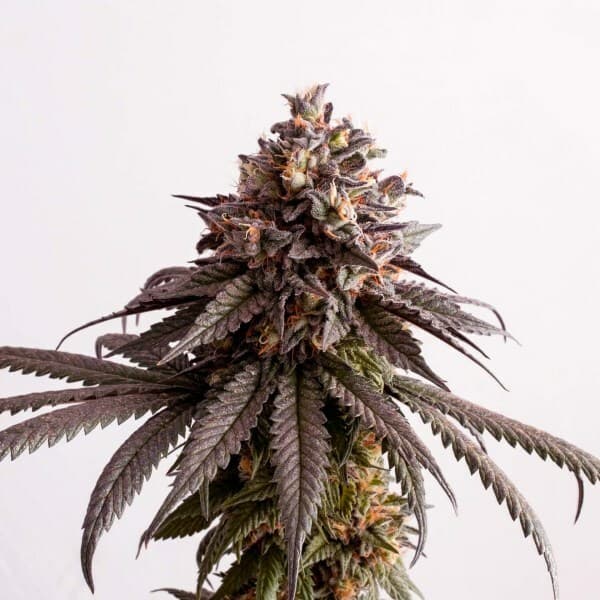 Gelato x OG Feminized – Premium Indica-Dominant Hybrid