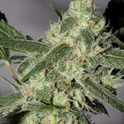 Sugar Haze Regular: A Breeders' Tropical Sativa from PPS