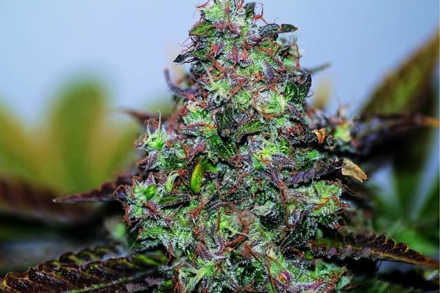 Original Skunk #1 Feminized — The Legend That Started It All