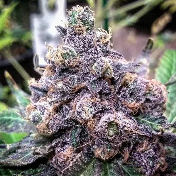 Grand Daddy Purple (Fast) Feminized – PPS Strain Review & Grow Guide