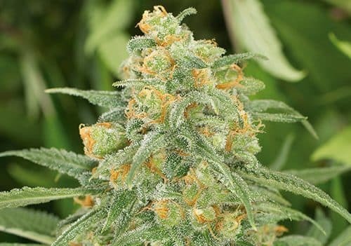 Green Crack Feminized Seeds – High-Energy Sativa with Massive Yields