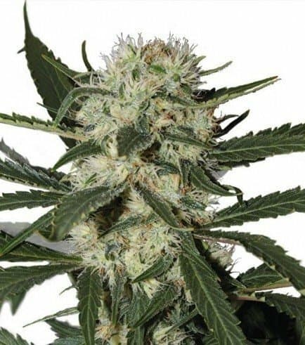 Northern Light Feminized Seeds — Classic Indica Power from PPS