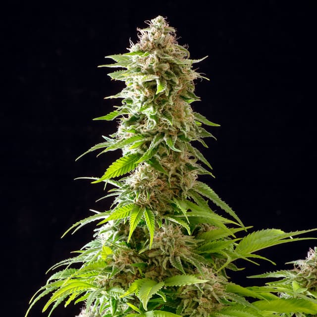 Cookies Haze Feminized – Sativa-Dominant Power with 23%+ THC