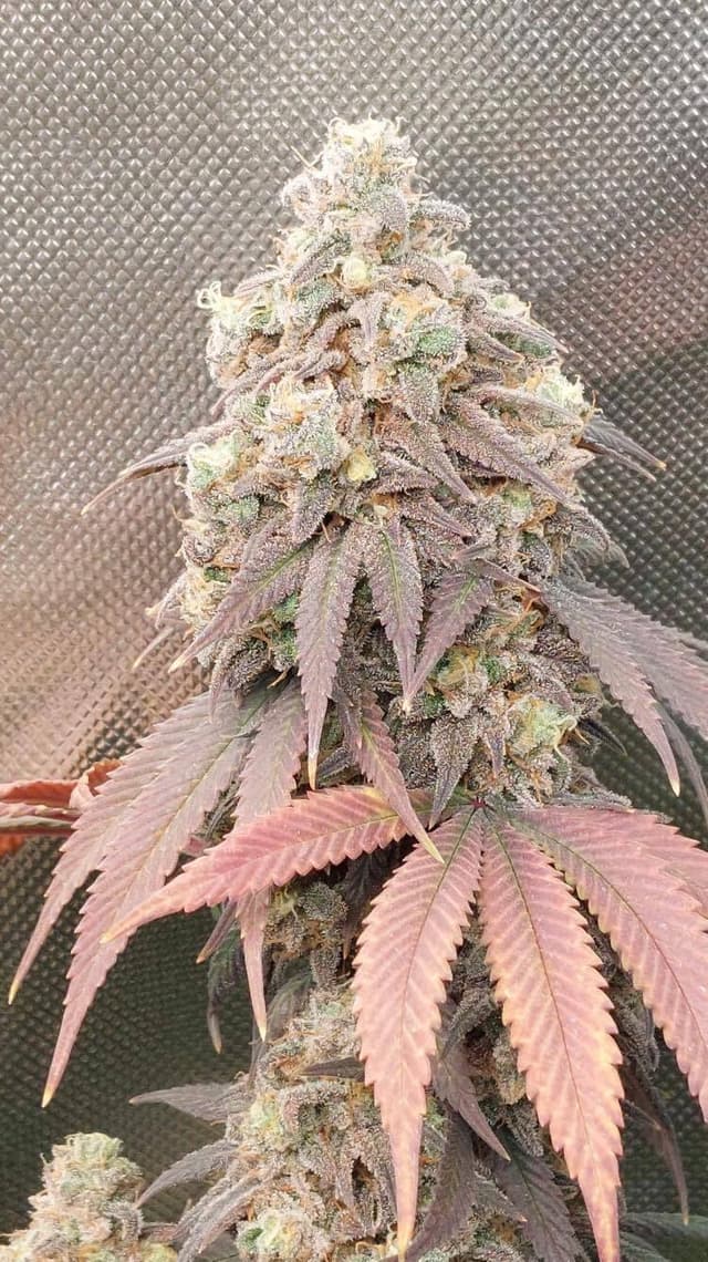 Platinum OG Fast Feminized: trichome-frosted OG Kush in 7-8 weeks