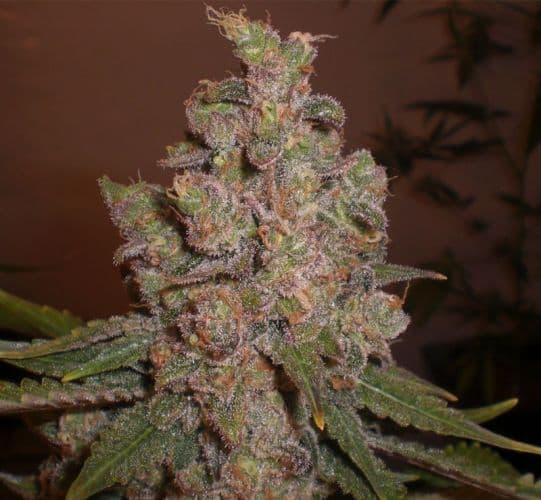 Cheese Auto Feminized Seeds: Classic UK Cheese in an Easy Autoflower