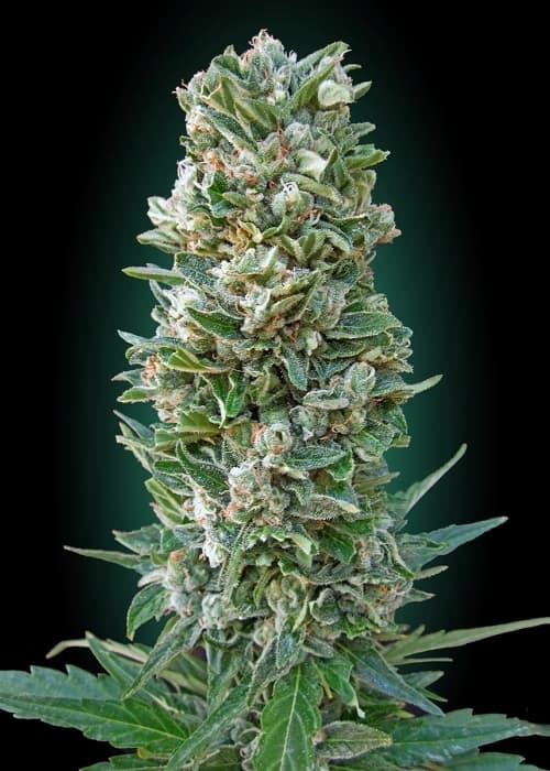 Jack Herer Auto Feminized: A Legendary Sativa, Reborn as an Autoflower