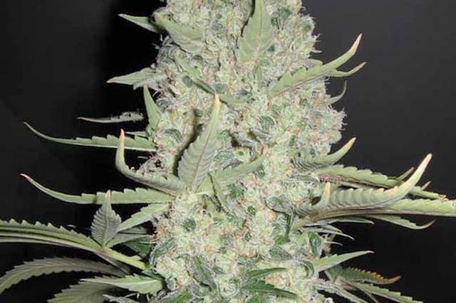 Big Bud Auto Feminized – Massive Yields, Minimal Fuss