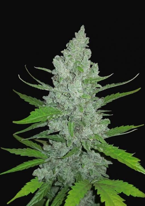 Diesel Auto Feminized