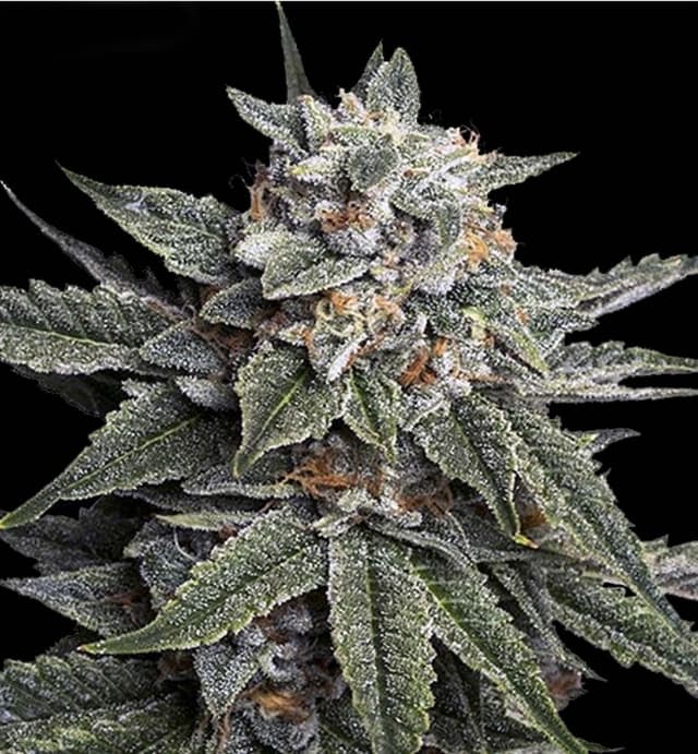 Strawberry Banana (Fast) Feminized Seeds — Sweet, Potent & Built for Speed
