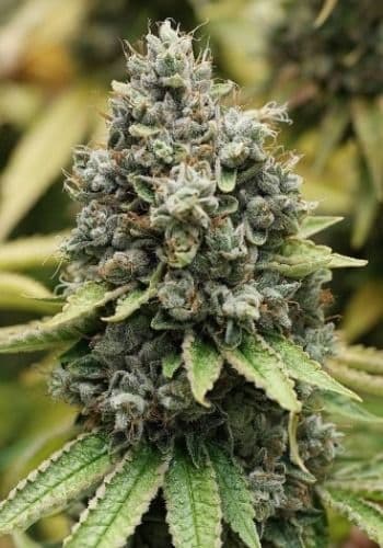 Sour Diesel Feminized – East Coast Sour Diesel by PPS