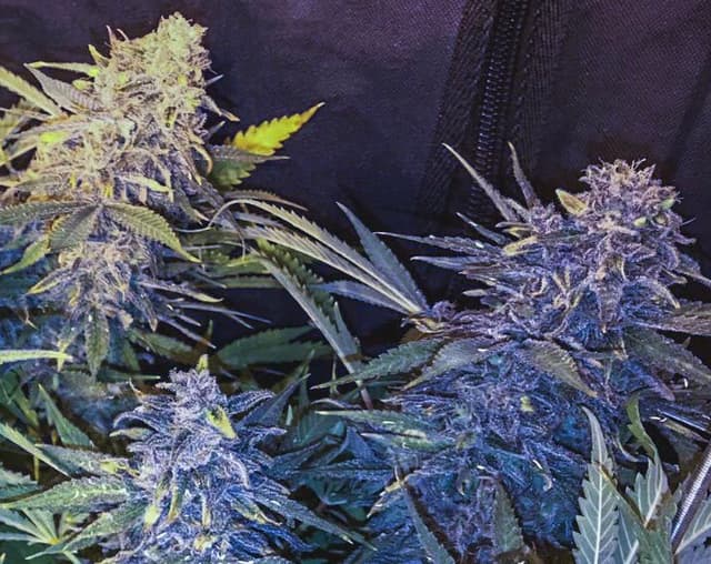 C-99 x Blueberry (Fast) Feminized Seeds — Speed, Sweetness & Indica Depth