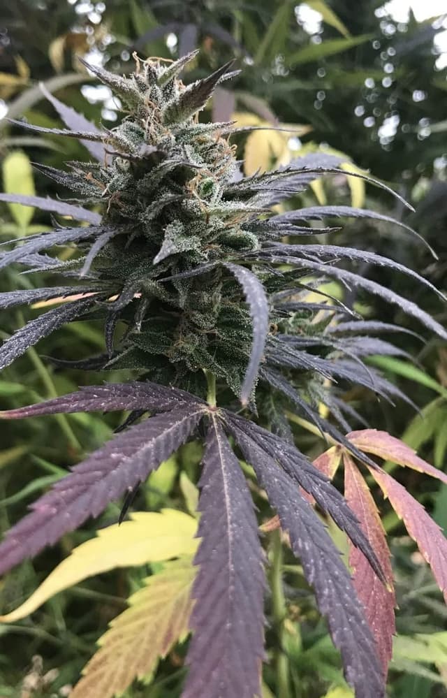 Blue Dream (Fast) Feminized Seeds – Berry Haze Power, Faster Finish