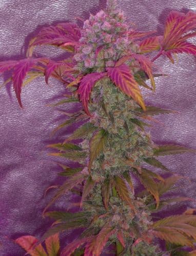 Pure Power Plant Feminized Seeds – High-THC Sativa Powerhouse