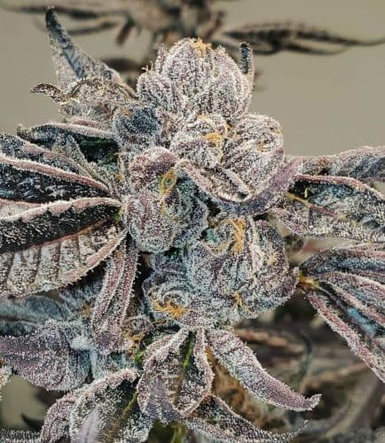 Summer (Fast) Combo #2 – PPS's Mystery Grow Pack for the Bold Canadian Grower