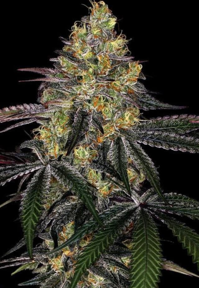 Watermelon Zkittlez Feminized: Candy-Fruit Indica With Purple Bag Appeal
