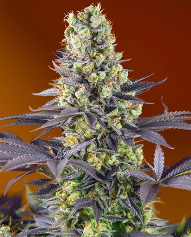 Banana Zkittlez Feminized Seeds – Tropical Indica Power from PPS