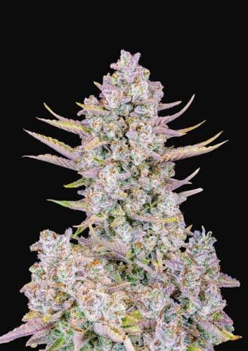 Purple Punch Auto Feminized – Sweet, Potent & Built for Canadian Growers