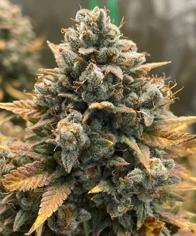 Godfather OG Feminized: The Don of Indica With Up to 30% THC