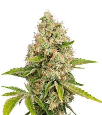 Lemon Kush Feminized: Bright Citrus Indica With a Mood-Lift Twist