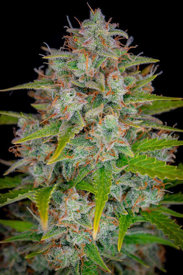 Orange Sherbet Auto Feminized: Citrus-Cream Autoflower From P.P.S