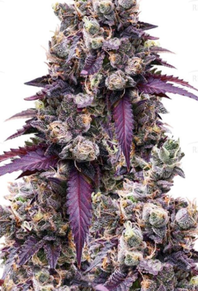 Wedding Gelato Feminized: A Cookies-Family Dessert Cross Worth Growing
