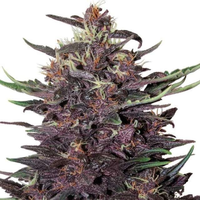 Purple Kush Auto Feminized Seeds — Complete Grow Guide & Strain Review